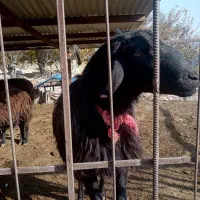 قوچ دامازلیخ|حیوانات مزرعه|بناب, |دیوار