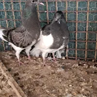 جوجه رنگی پولکی عتیقه