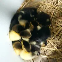 جوجه اردک اسراییلی