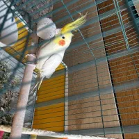 عروس هلندی