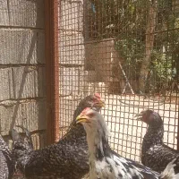 خروس گلین برای نگهداری و سربری|حیوانات مزرعه|شیراز, سلطان آباد|دیوار
