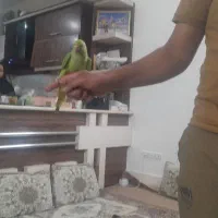 طوطی|پرنده|برخوار, |دیوار