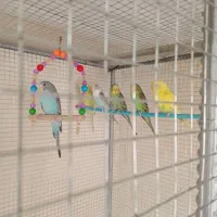 شش عدد مرغ عشق سالم به شرط