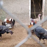 بوقلمون|حیوانات مزرعه|کهریزک, |دیوار