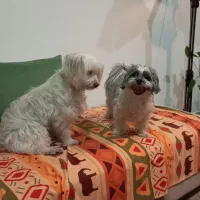 پانسیون سگ vip بینگو|خدمات پیشه و مهارت|رشت, کوی بیانی|دیوار