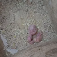 طوطی برزیلی|پرنده|رشت, سلیمانداراب|دیوار