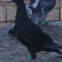 کبوتر پرشی|پرنده|فردوس (خراسان), |دیوار