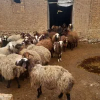 ۲۰ تا میش  ۱۶ بره   ۱ شیشک قوچ  همه جوون  دوبر
