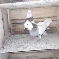 کبوتر طوقی سرور|پرنده|بستان آباد, |دیوار