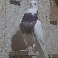 جوجه طوقی