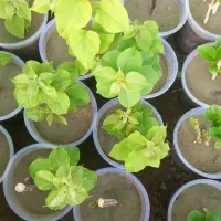 فروش گل های گرمسیری و تولید انواع گل وطراحی باغچه|گل و گیاه طبیعی|میناب, |دیوار