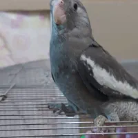 عروس هلندی جوجه و ماده