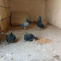 کبوتر‌پلاکی‌مسافتی|پرنده|درگز, |دیوار