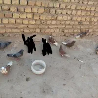 کفتر
