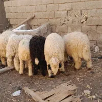 سوسنگرد ساحلی