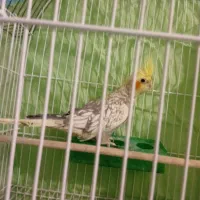 فروش فوری عروس هنلدی ، مرغ عشق مولد،قفس