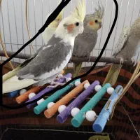 عروس هلندی با قفس