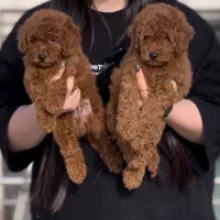 توی پودل دارک رد نروماده