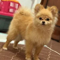 سگ پامرانین