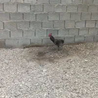 خروس و مرغ محلی