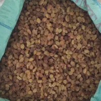 کشمش زرد طلایی گوشتی