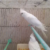 عروس هلندی|پرنده|چابهار, |دیوار