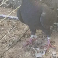 نر ساده کاکلی بازاغ|پرنده|درمیان, |دیوار