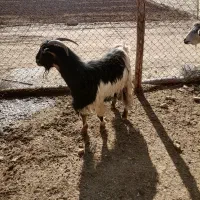 بز، چاق|حیوانات مزرعه|شیراز, داریون|دیوار