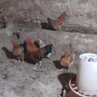 مرغ و خروس محلی|حیوانات مزرعه|چورزق, |دیوار