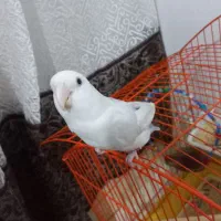 عروس هلندی (کوتوله ی برزیلی)|پرنده|بندرعباس, |دیوار