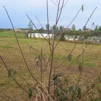 فروش زمین کشاورزی و سوله مرغداری