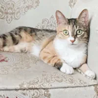 واگذاری رایگان