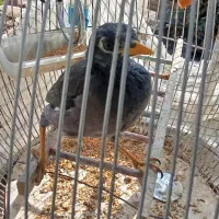 مرغ مینا|پرنده|گرگان, |دیوار