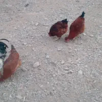 خروس رسمی محلی|حیوانات مزرعه|ساوه, |دیوار