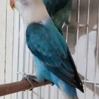 کوتوله اوپلاین آبی