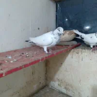 فروش کبوتر|پرنده|رودسر, |دیوار