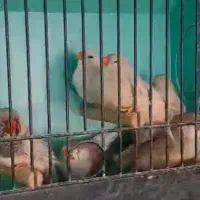 فنچ زبرا انگلیسی واروپایی وفنچ گلوبریده نرگسی|پرنده|قدس, شهر‌قدس|دیوار