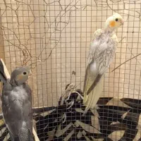 یک جفت پشت گراف و سه عدد جوجه عروس درشت و کشیده|پرنده|اسفراین, |دیوار