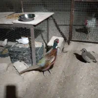 بلدرچین خانگی نر