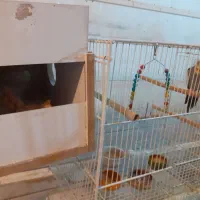 یک جفت عروس هلندی بالغ و کارداده|پرنده|فردوس (خراسان), |دیوار