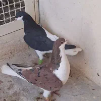 سیاه پوش  اصیل قزوین