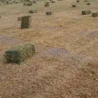 علف یونجه خالص