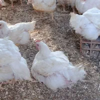 مرغ ارگانیک