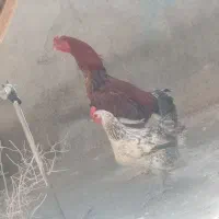 خروس|حیوانات مزرعه|تایباد, |دیوار