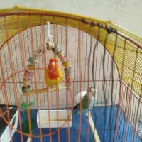 طوطی برزیلی