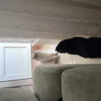 اسکاتیش نر|گربه|قم, زنبیل آباد|دیوار