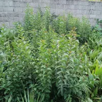 شمشاد سبز طلایی|گل و گیاه طبیعی|کلاچای, |دیوار
