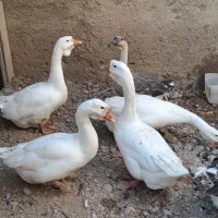 قوغاز و اردک مسکویی(اسرائیلی) رنگ خاص طوسی|حیوانات مزرعه|سمنان, |دیوار