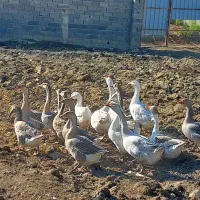 غاز های بالغ تخم گذار|حیوانات مزرعه|بهشهر, |دیوار