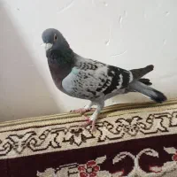کفتر سبز پولکی